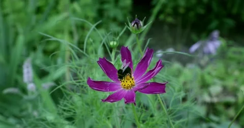 Close-up of a bumblebee collecting nectar from purple flowers, a Bright field. Stock Footage 221721537