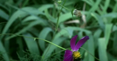 Close-up of a bumblebee collecting nectar from purple flowers, a Bright field. Stock Footage 221721593