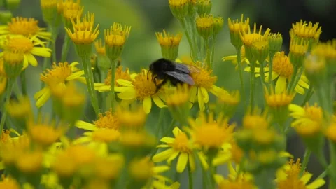 Close up of bumblebee collecting nectar from ragwort in garden during sunny day 動画素材 172149088