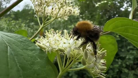 Close-up of a bumblebee collecting nectar from a white flower in summer Stockbeeldmateriaal 310502989
