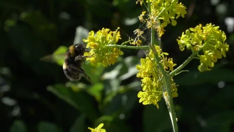 Close up of bumblebee collecting nectar from yellow flower during sunny day Stock Footage 172149292