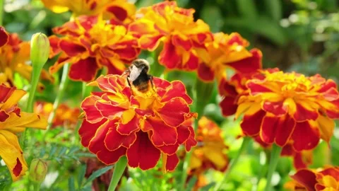 Close-up of bumblebee collecting pollen from the marigold flower and flying away Stock Footage 283191851