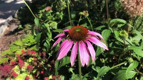 Close Up of a Bumblebee Collecting Pollen from a Pink Flower. Video stock 129128504
