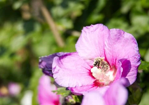 Close-up of a bumblebee, completely covered in pollen from a hibiscus flower Foto stock