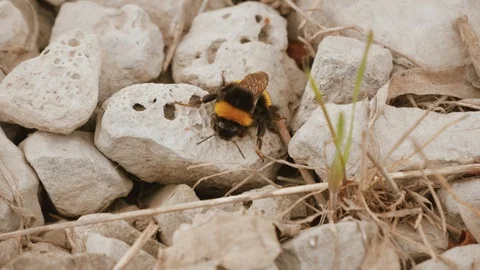 Close-up of a bumblebee crawling on white stones Stock Footage 106467846