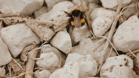 Close-up of a bumblebee crawling on white stones Stock Footage 106467904
