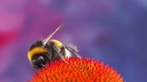 Close-Up of a bumblebee on echinacea flower 스톡 동영상 313667442