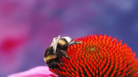 Close-Up of a bumblebee on echinacea flower Stockbeeldmateriaal 313667550