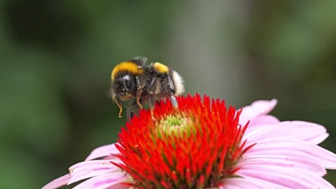 Close-Up of a bumblebee on echinacea flower Stockbeeldmateriaal 313667572