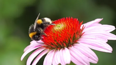 Close-Up of a bumblebee on echinacea flower Stockbeeldmateriaal 313667740