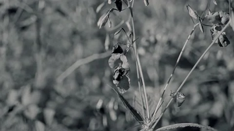 Close-up of a bumblebee emerging from a flower. Black and white frames Vídeos de archivo 138421474