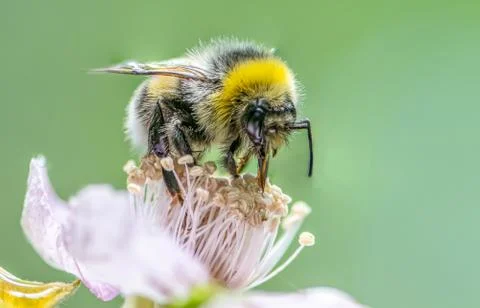 Close up of a Bumblebee extracting nectar form the blooms on a raspberry flow Stock Photos