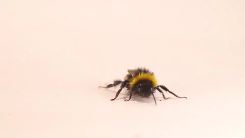 Close up a bumblebee facing the camera isolated on white background. Insects Stock Footage 325023772