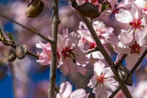 Close-up of a bumblebee in flight pollinating flowers Foto stock