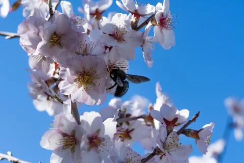 Close-up of a bumblebee in flight pollinating flowers Foto stock
