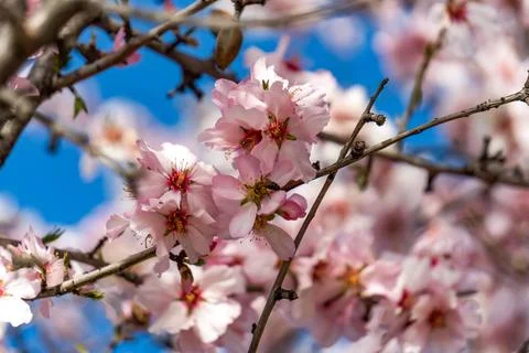 Close-up of a bumblebee in flight pollinating flowers Foto stock