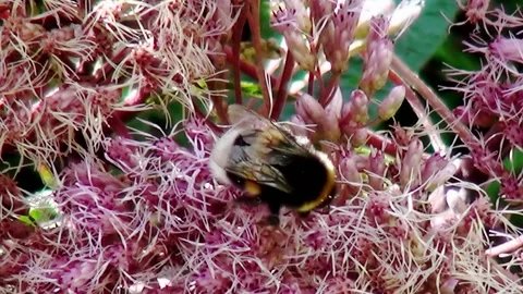 Close Up of the bumblebee on a flower Stock Footage 195994016