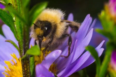 Close up of Bumblebee on the flower with green background Stock Photos
