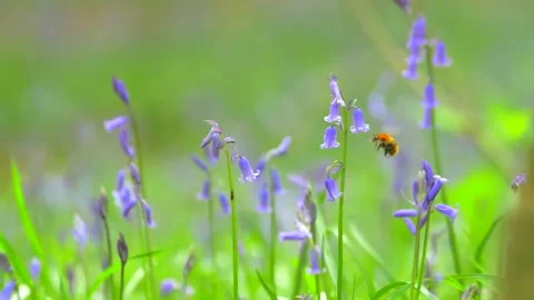 Close up of bumblebee flying around and pollinating bluebell flower in field Stock Footage 172140376
