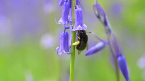 Close up of bumblebee flying around bluebell flower trying to pollinate it 動画素材 172148802