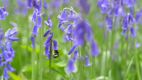 Close up of bumblebee flying away after pollinating bluebell flower in field Stock Footage 172140140
