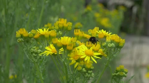 Close up of bumblebee flying away from ragwort after pollinating in garden 動画素材 172145945