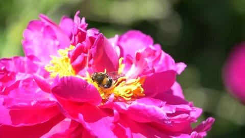 Close up -  Bumblebee Video stock 133167447
