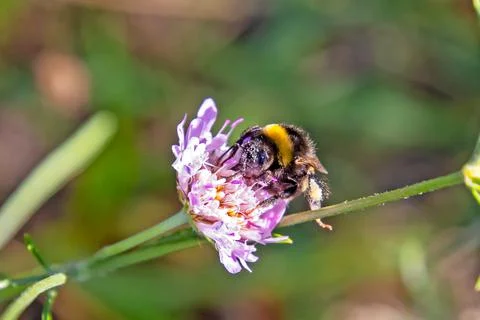 Close-up of a bumblebee foraging on a flower Stock Photos