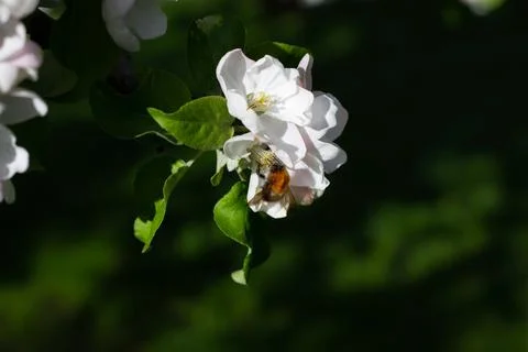 Close-up of a bumblebee gathering nectar  Stock Photos