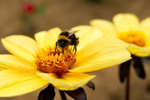 Close-up of a bumblebee gathering nectar from a yellow dahlia Stock Photos