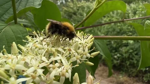 Close-up of a bumblebee grooming itself on a white flower in a summer garden Stockbeeldmateriaal 310502993