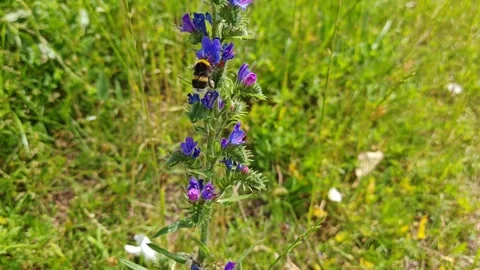 Close-up of a bumblebee insect at work in purple flower on garden background Stock Footage 317642138