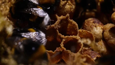 Close-Up of Bumblebee Nectar Pots – 4K Cinematic Footage (Bombus terrestris) 스톡 동영상 320671723