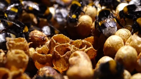 Close-Up of Bumblebee Nectar Pots – 4K Cinematic Footage (Bombus terrestris) Stock-Footage 320671734