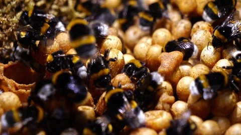 Close-Up Bumblebee Nest with Colony – 4K Cinematic Slider (Bombus terrestris) Stock-Footage 320671571