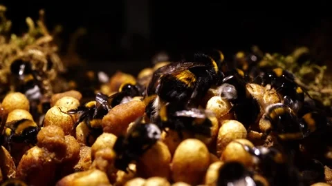 Close-Up Bumblebee Nest with Queen – 4K Cinematic Slider (Bombus terrestris) 動画素材 320671558