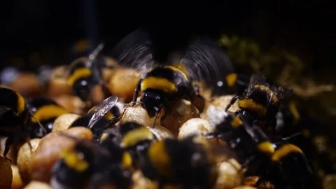 Close-Up Bumblebee Nest with Queen – 4K Cinematic Footage (Bombus terrestris) Stock-Footage 320671579