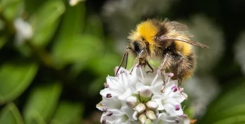 Close up of a bumblebee Stock Photos