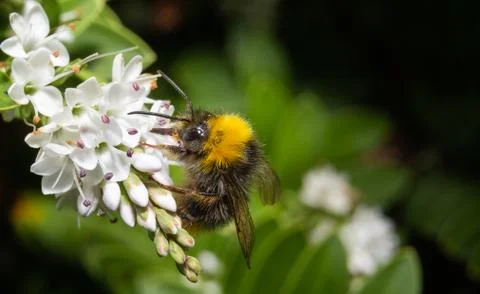 Close up of a bumblebee Stock Photos