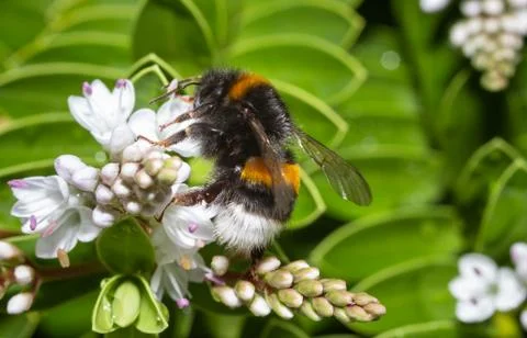 Close up of a bumblebee Stock Photos