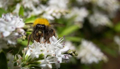 Close up of a bumblebee Stock Photos