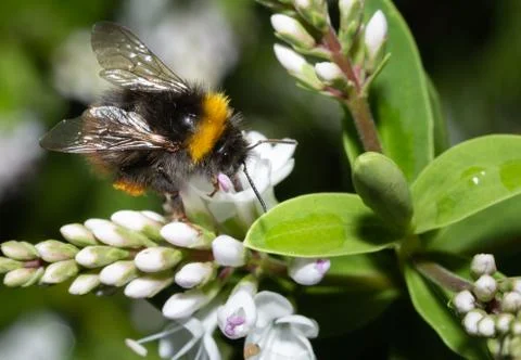 Close up of a bumblebee Stock Photos