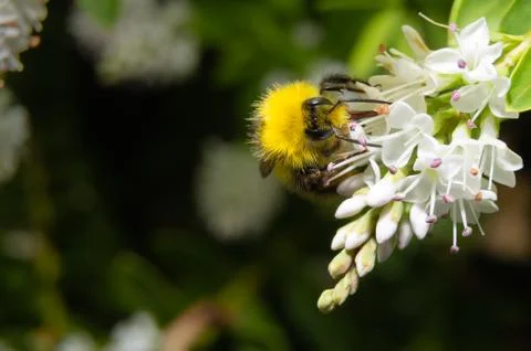 Close up of a bumblebee Stock Photos