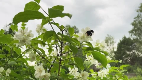 Close up of bumblebee picking nectar from jasmine blossoms Stock Footage 268752611