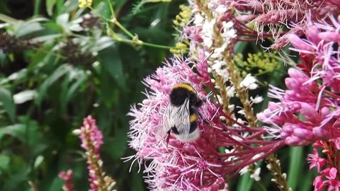 Close Up of a bumblebee in the pink flower Stock Footage 195994009