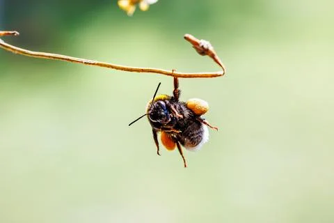 Close-up of a bumblebee with pollen baskets hanging on a dry twig, macro insect  Stock Photos