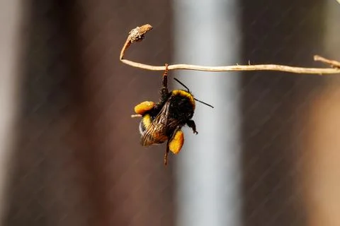 Close-up of a bumblebee with pollen baskets hanging on a dry twig, macro insect  Stock Photos