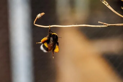 Close-up of a bumblebee with pollen baskets hanging on a dry twig, macro insect  Stock Photos