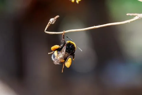 Close-up of a bumblebee with pollen baskets hanging on a dry twig, macro insect  Stock Photos