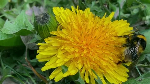 A close-up of a bumblebee that pollinates a yellow dandelion. Stock Footage 183881815